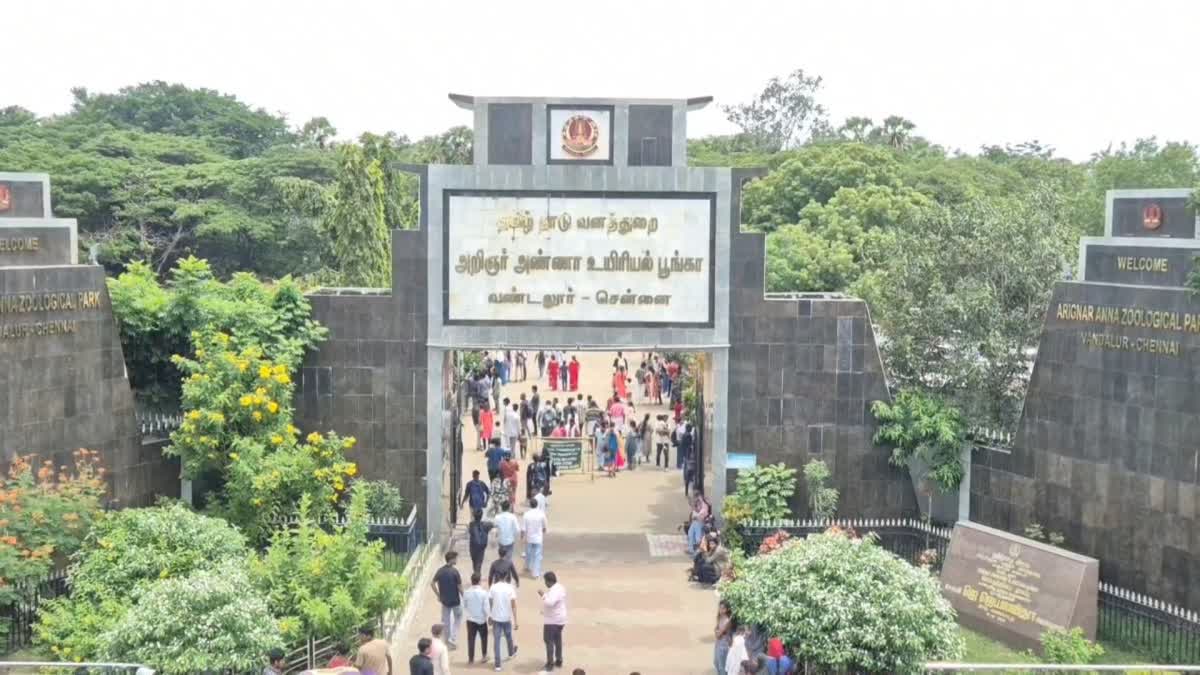 வண்டலூர் உயிரியல் பூங்காவில் மாயமான சிங்கம்; பார்வையாளர் பீதி