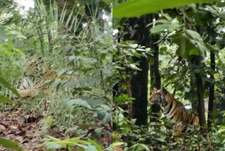 SIDHI TIGRESS CUB BACHAIYA