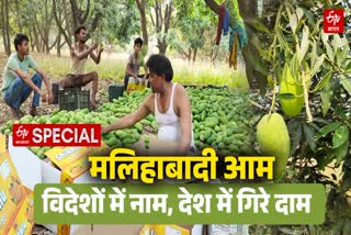 मलिहाबाद के दशहरी आम पर ग्राउंड रिपोर्ट.