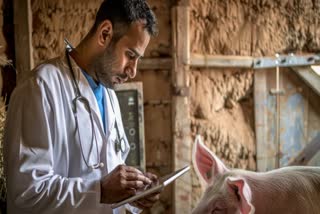 African Swine Fever Outbreak in Assam: Expert Advice on Prevention and Control