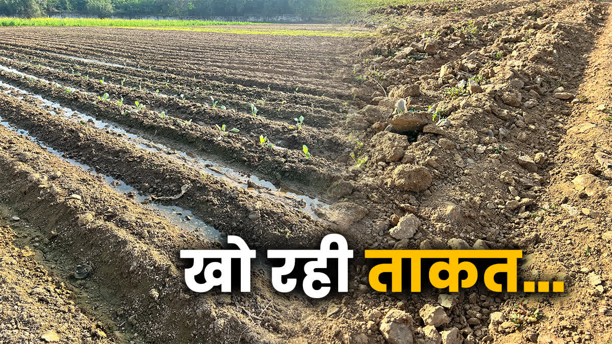 रतलाम के खेतों की मिट्टी हो रही बंजर, ‘ऑर्गेनिक कार्बन’ की कमी ने बढ़ाई किसानों की टेंशन