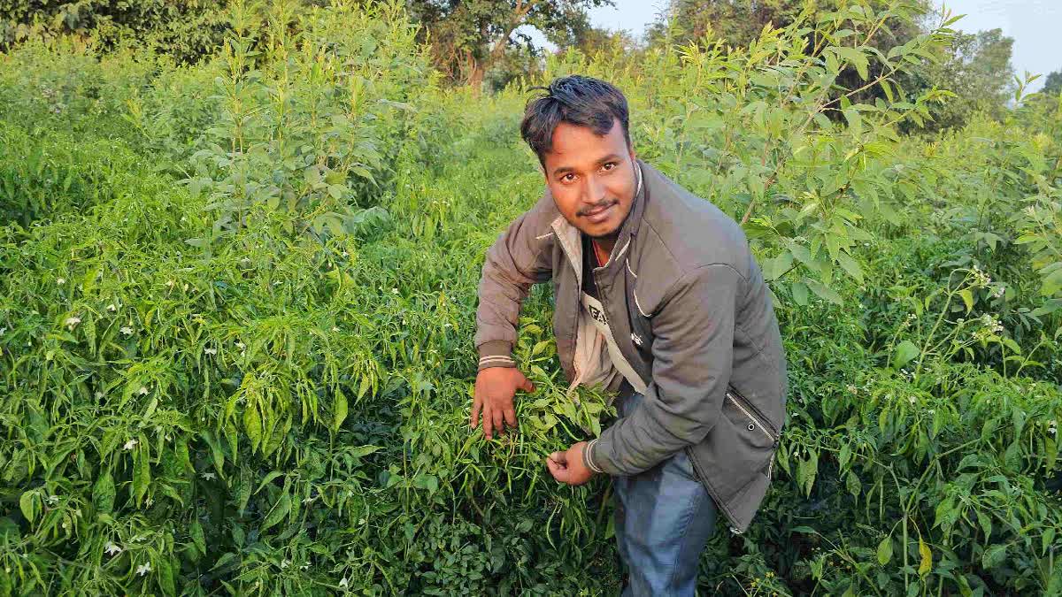The Uday Kumar Model: A B.Tech Graduate Quits Corporate Life To Redefine Modern Agriculture Etv Bharat