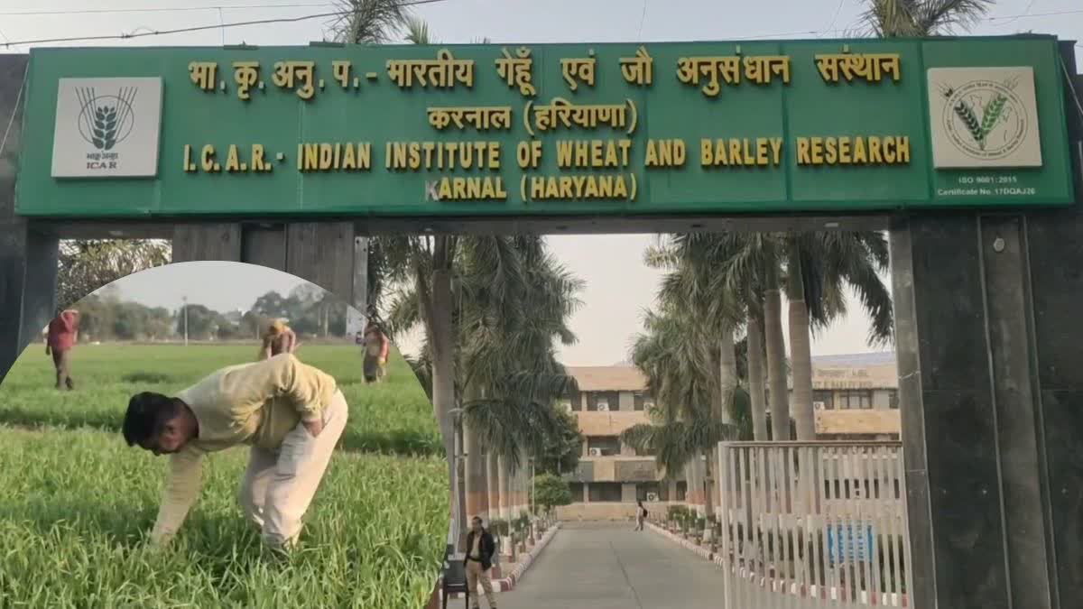 India wheat production 2025 26