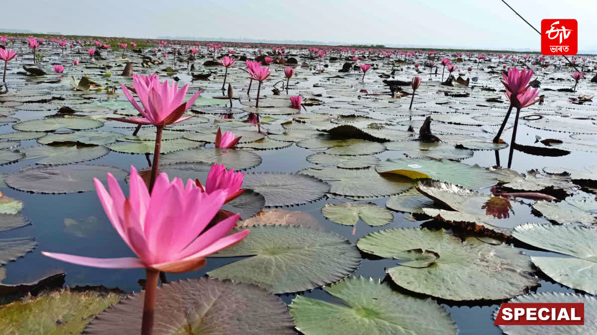 Pink paradise Urpad Beel in Goalpara