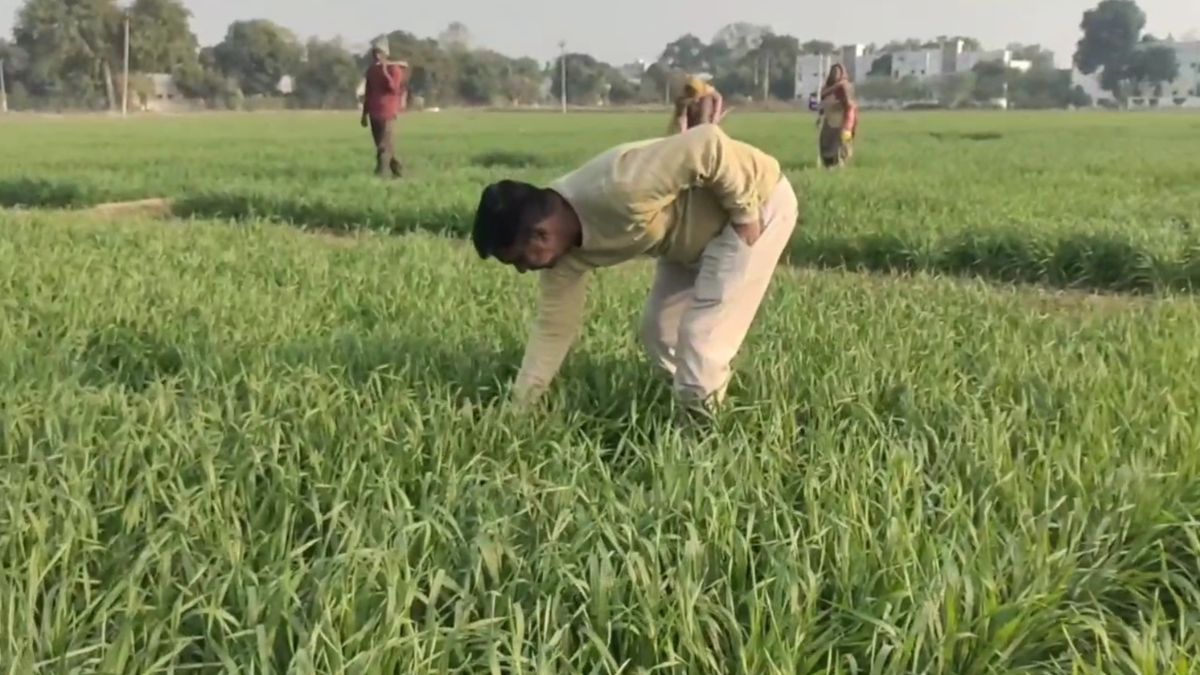 India wheat production 2025 26