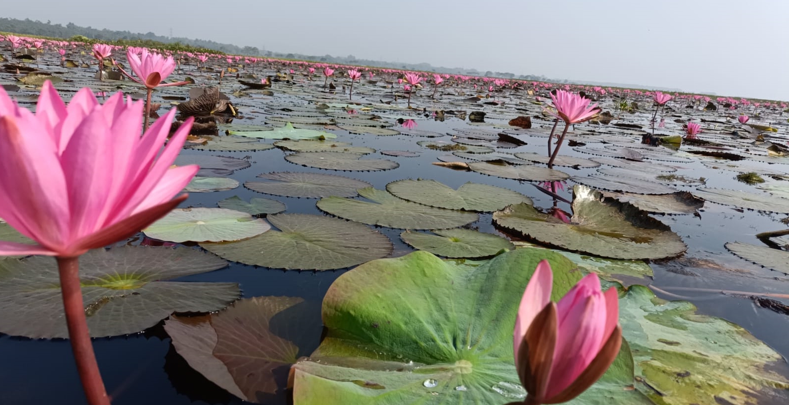 Pink paradise Urpad Beel in Goalpara