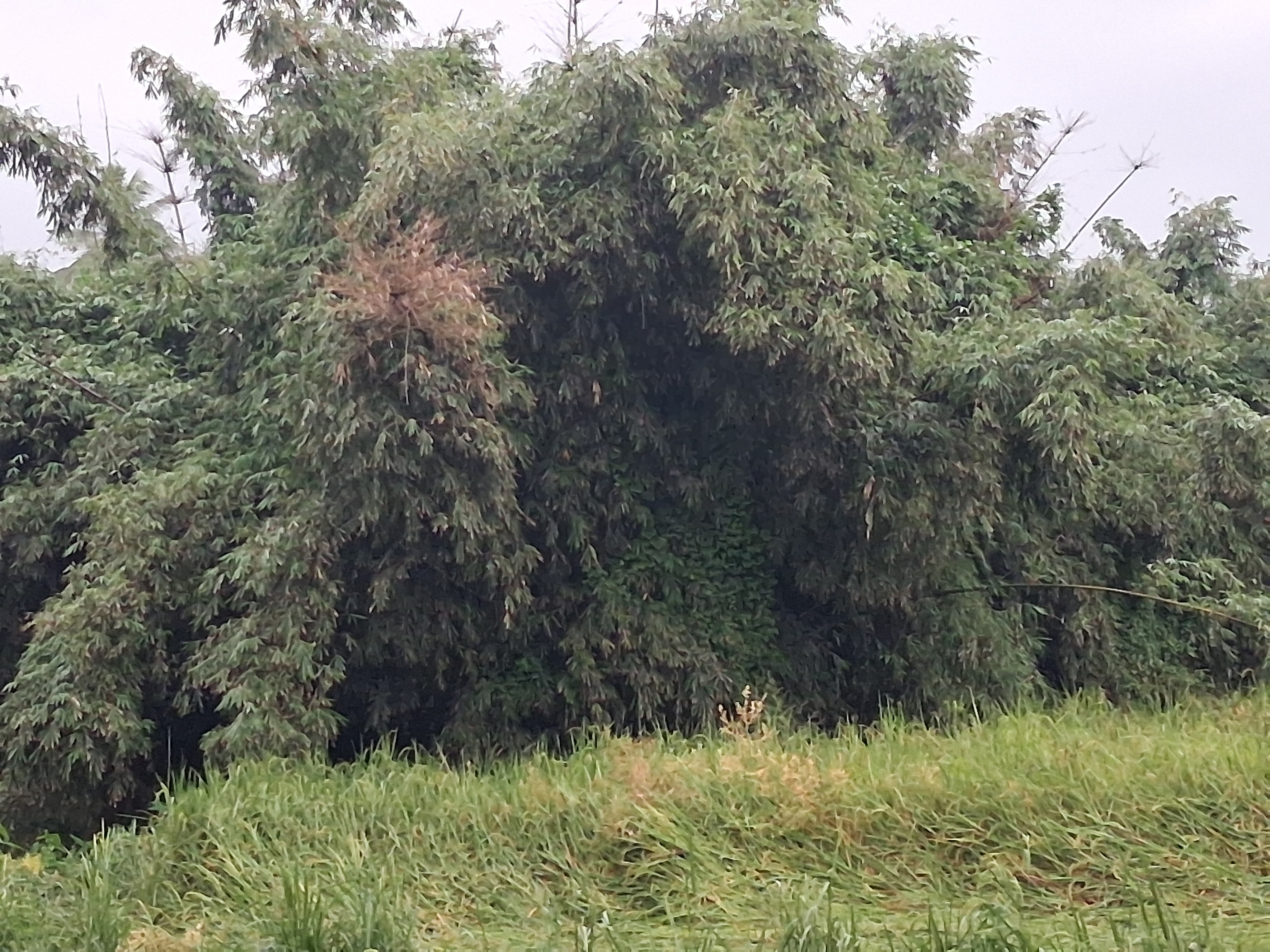 Jurgaon Village In Assam