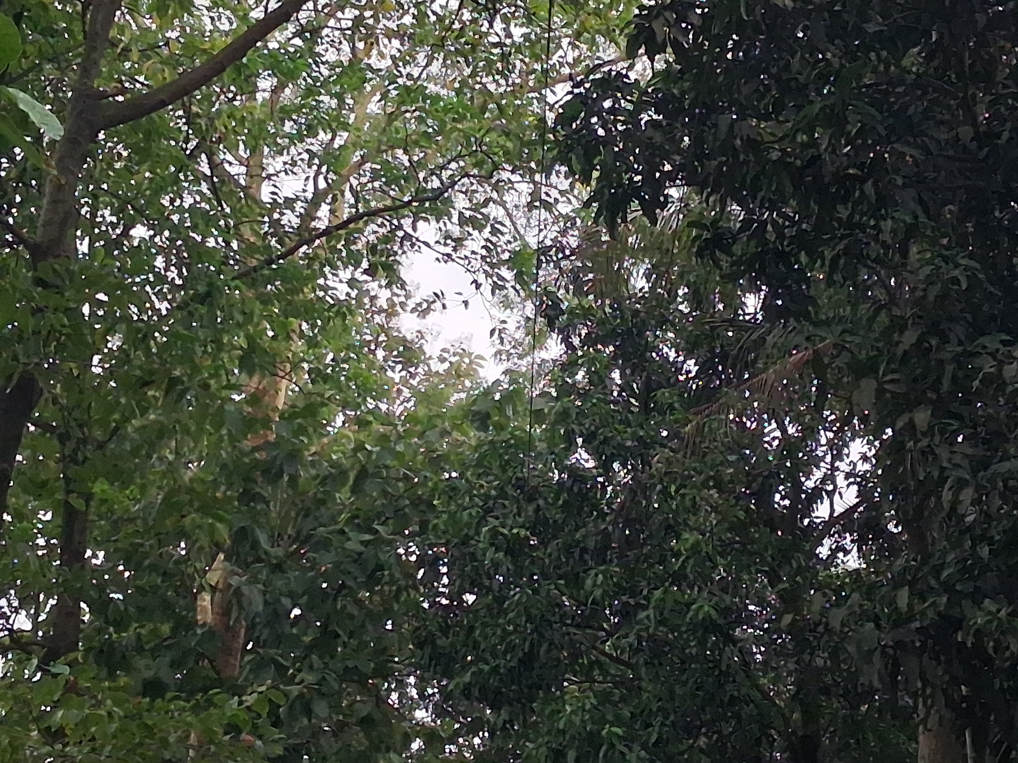 Jurgaon Village In Assam