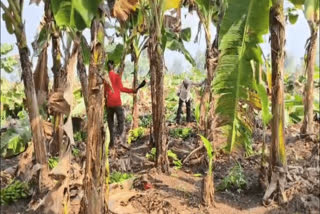 Madhya pradesh Banana corp