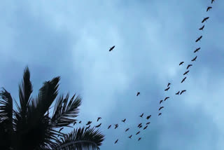 assam morigaon birds village