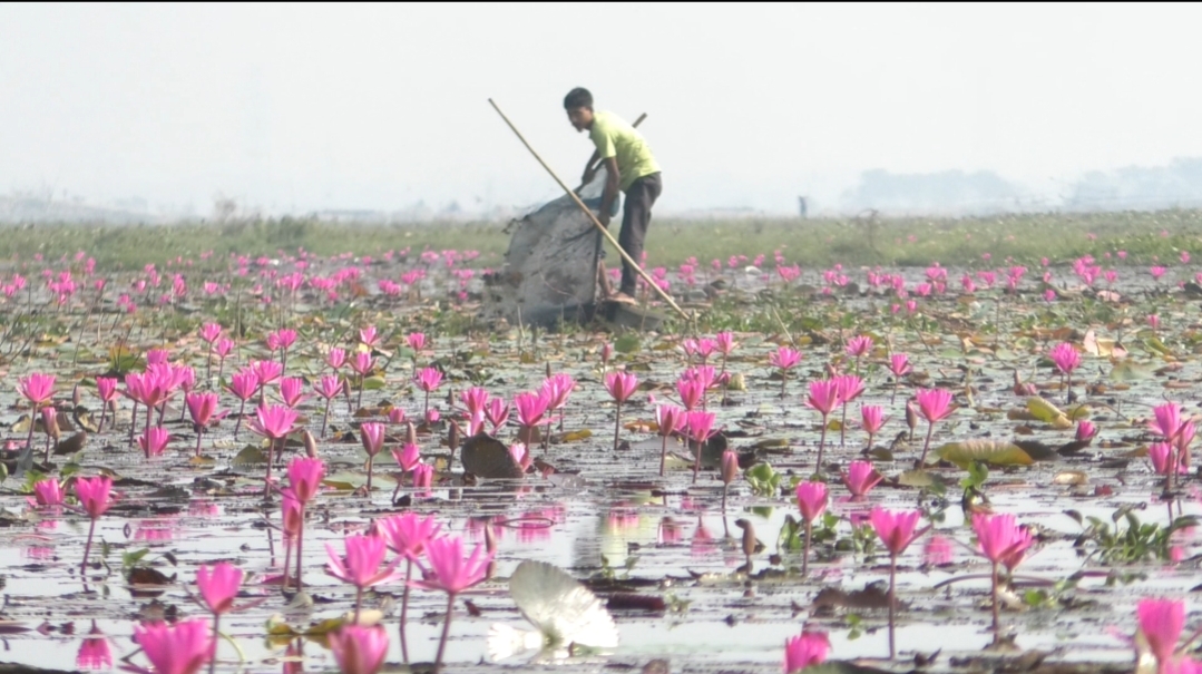 Pink paradise Urpad Beel in Goalpara