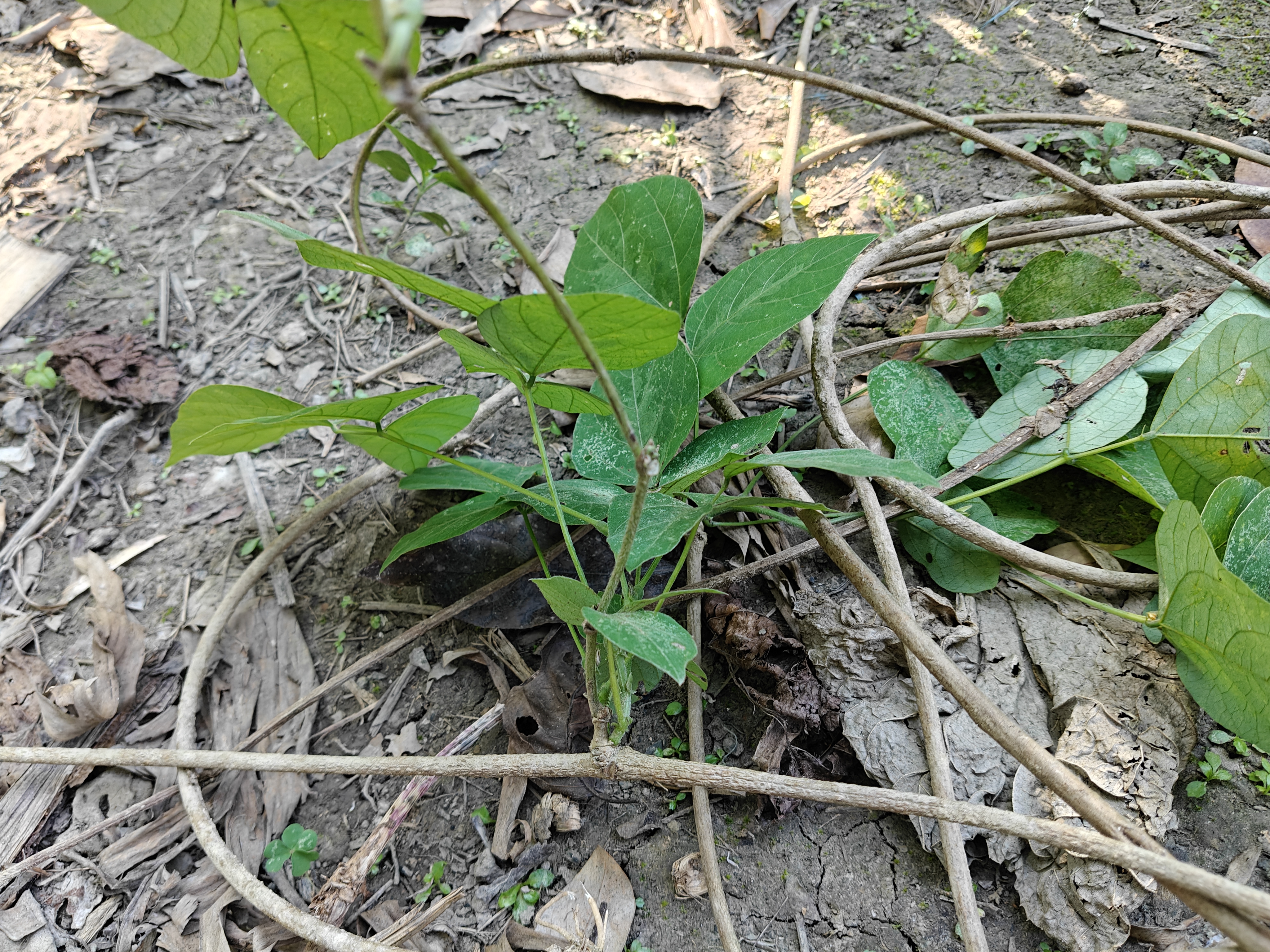 traditions of Tani people