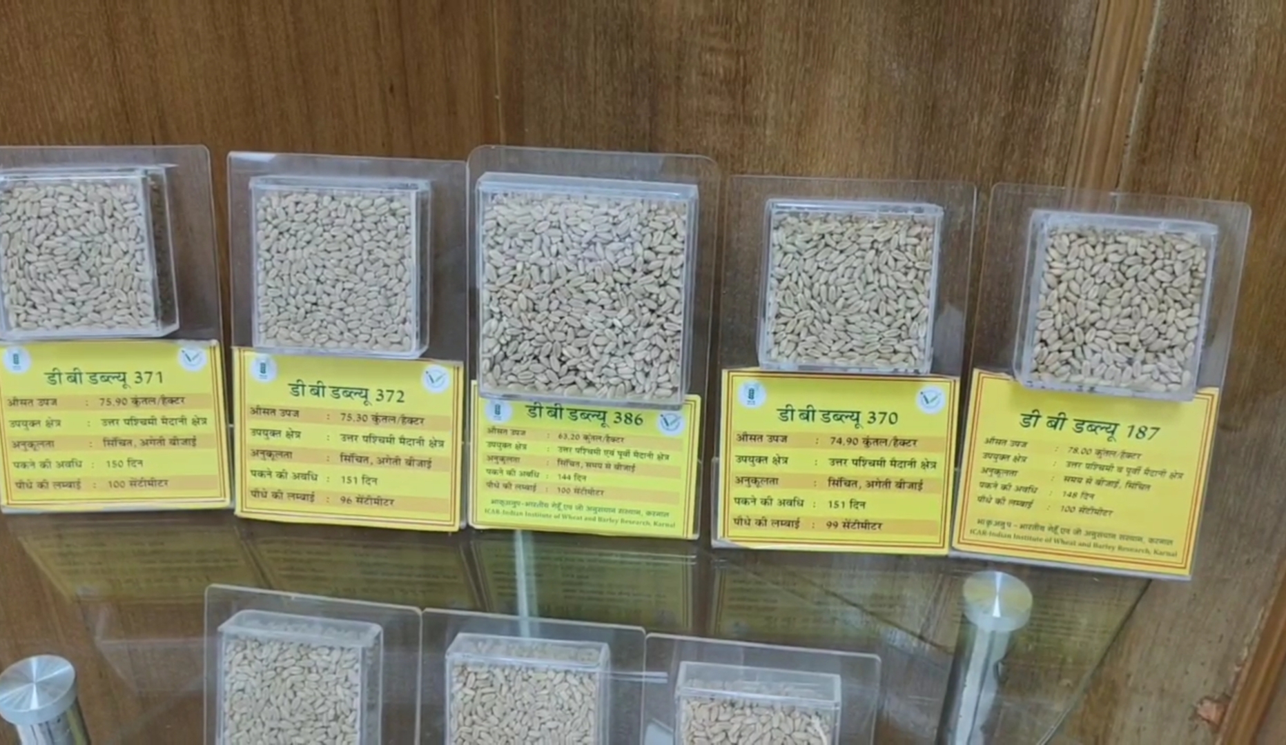 India wheat production 2025 26