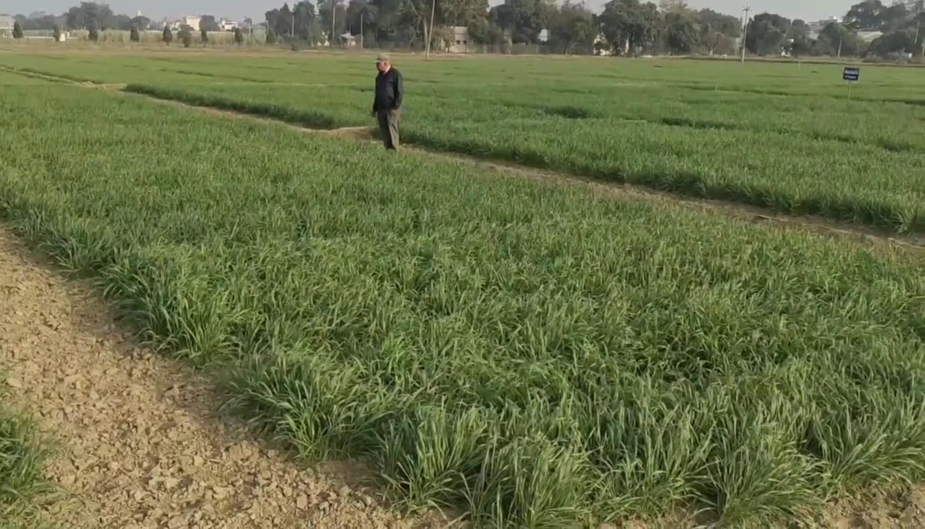 India wheat production 2025 26