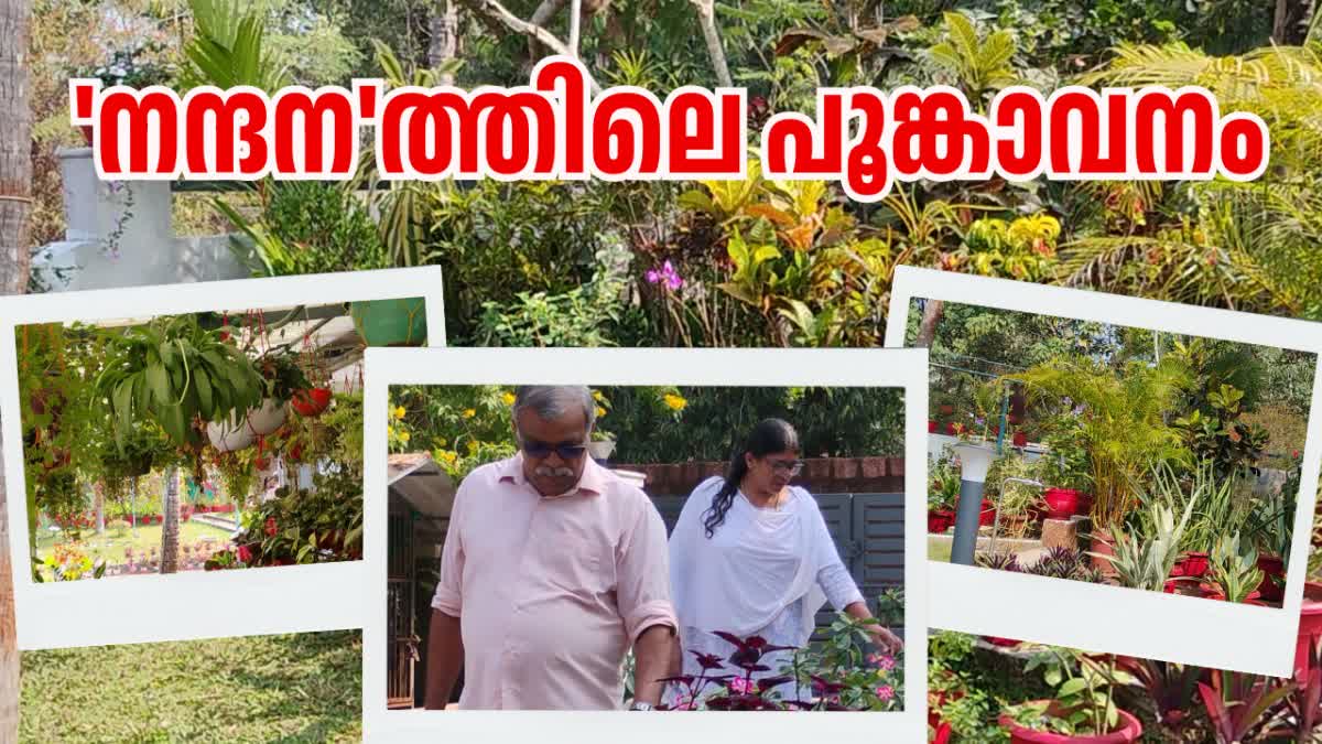 HOMEGARDEN  RETIRED COUPLE HOME GARDEN  GARDENING  KANNUR