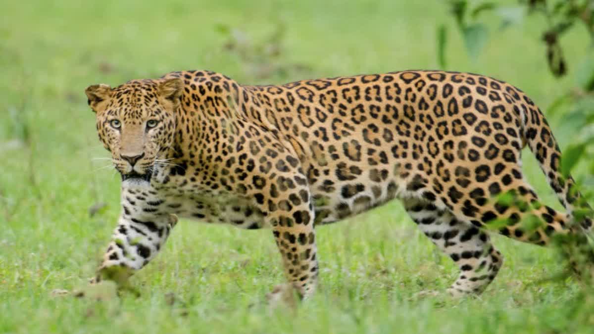 bahraich leopard attack 13 goats die again latest hindi news