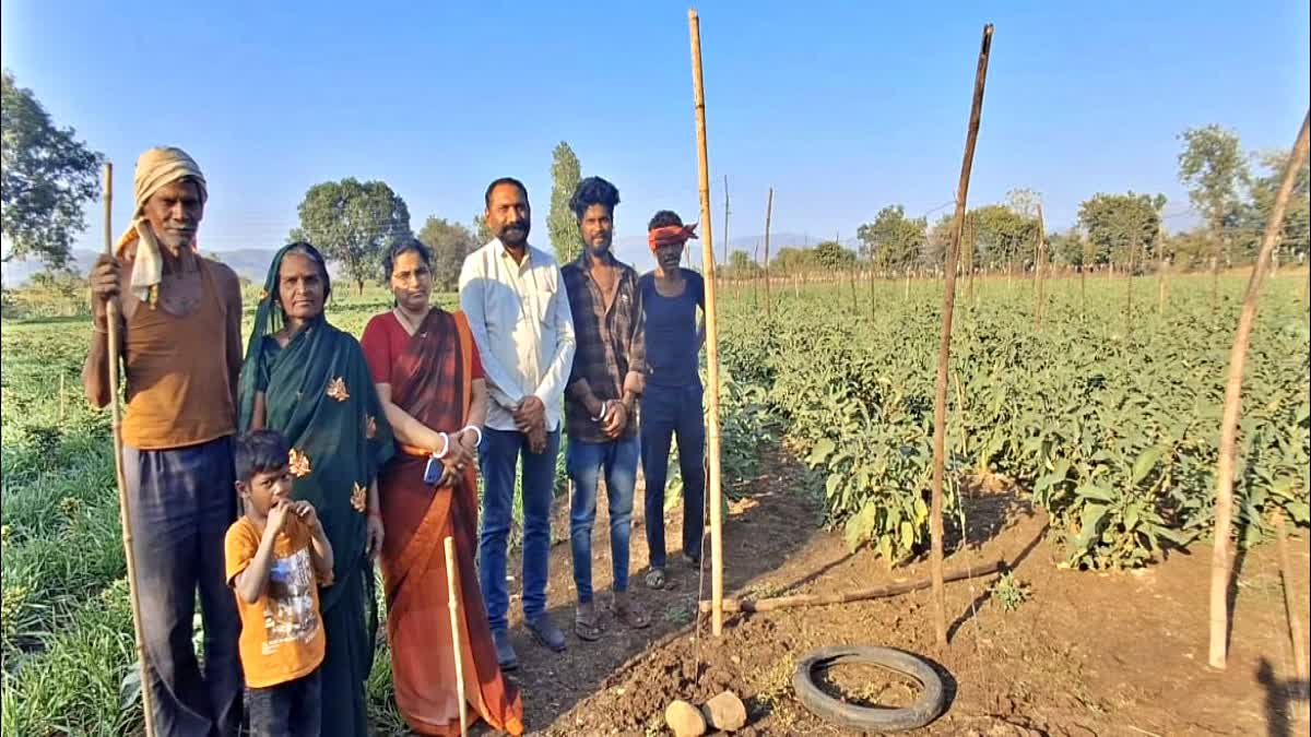 Former Professor Weekly Production of Sixty Quintals of Brinjal