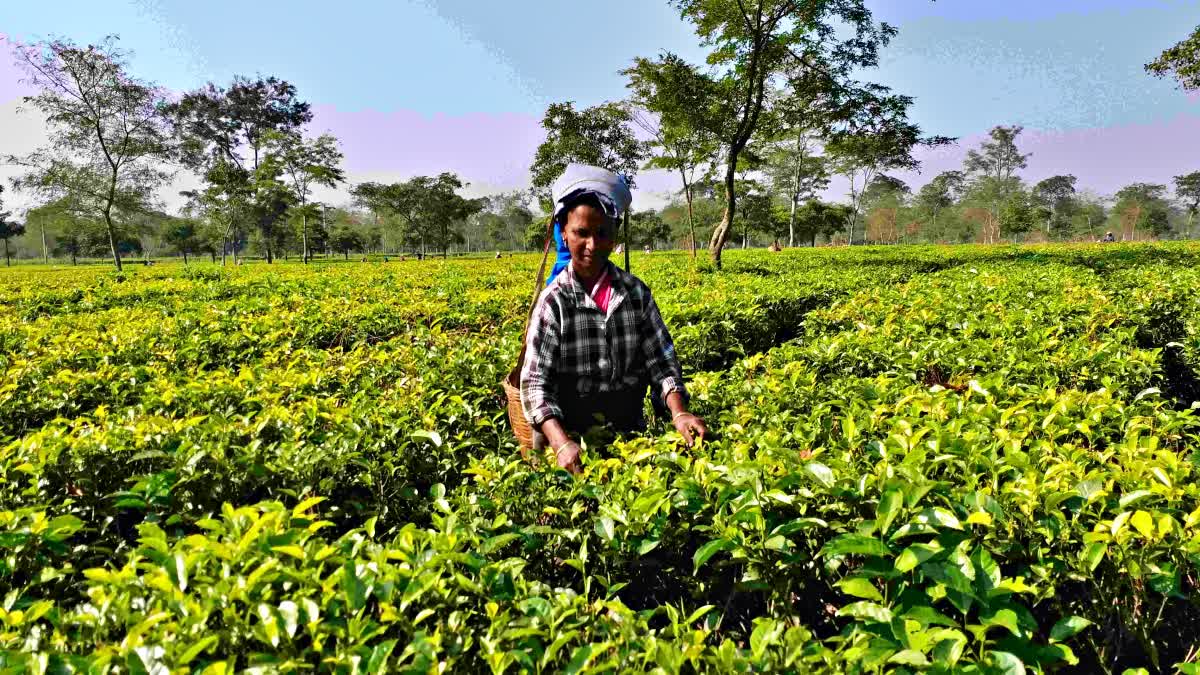 Eti Kuli Duti Pat Scheme