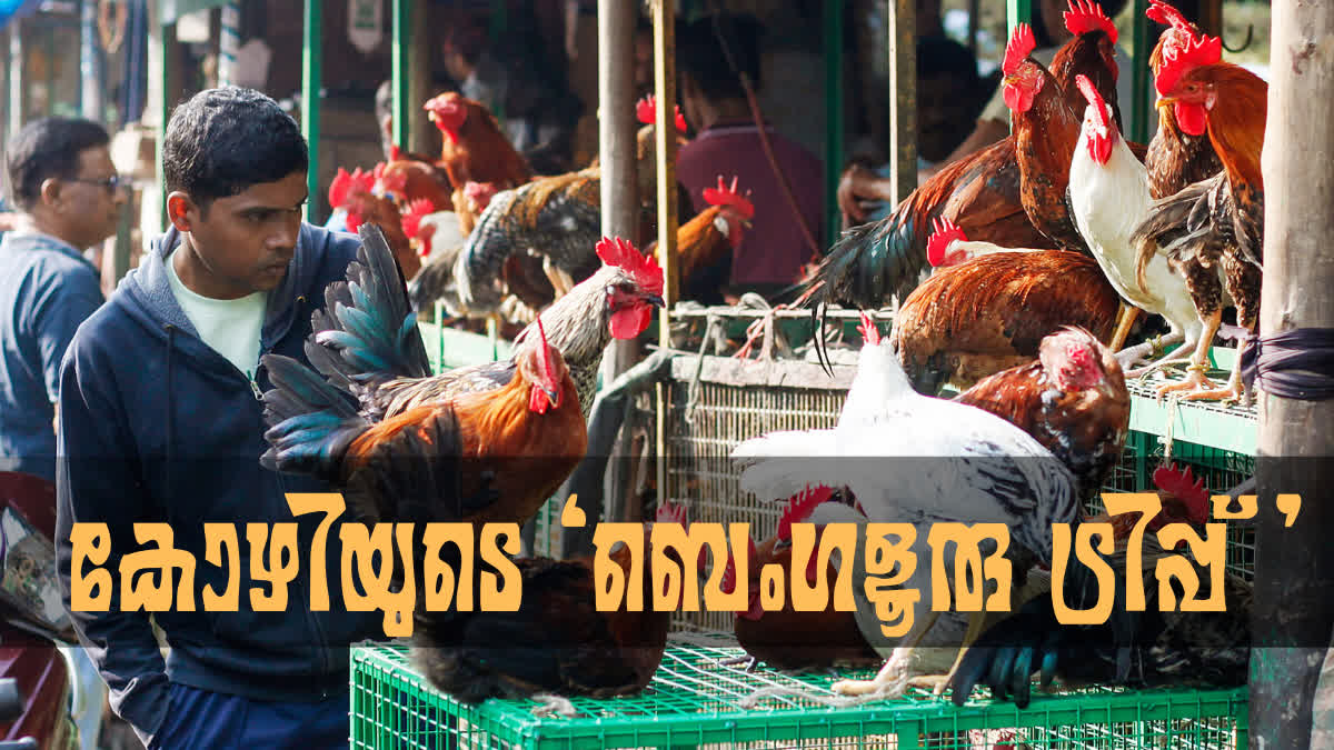ARTIFICIAL SHORTAGE OF CHICKEN BROILER CHICKEN PRICE KERALA POULTRY FARM CRISIS KERALA KOZHIKODE MEAT MARKET TRENDS