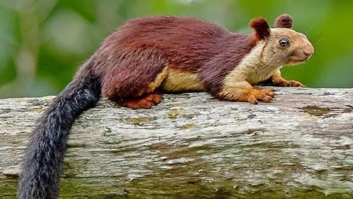 Maval forest giant squirrel