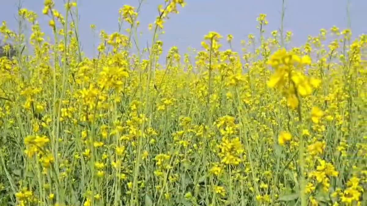 Haryana crop protection tips