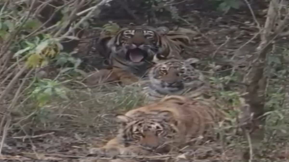 Tigress ST 2302 with her two cubs