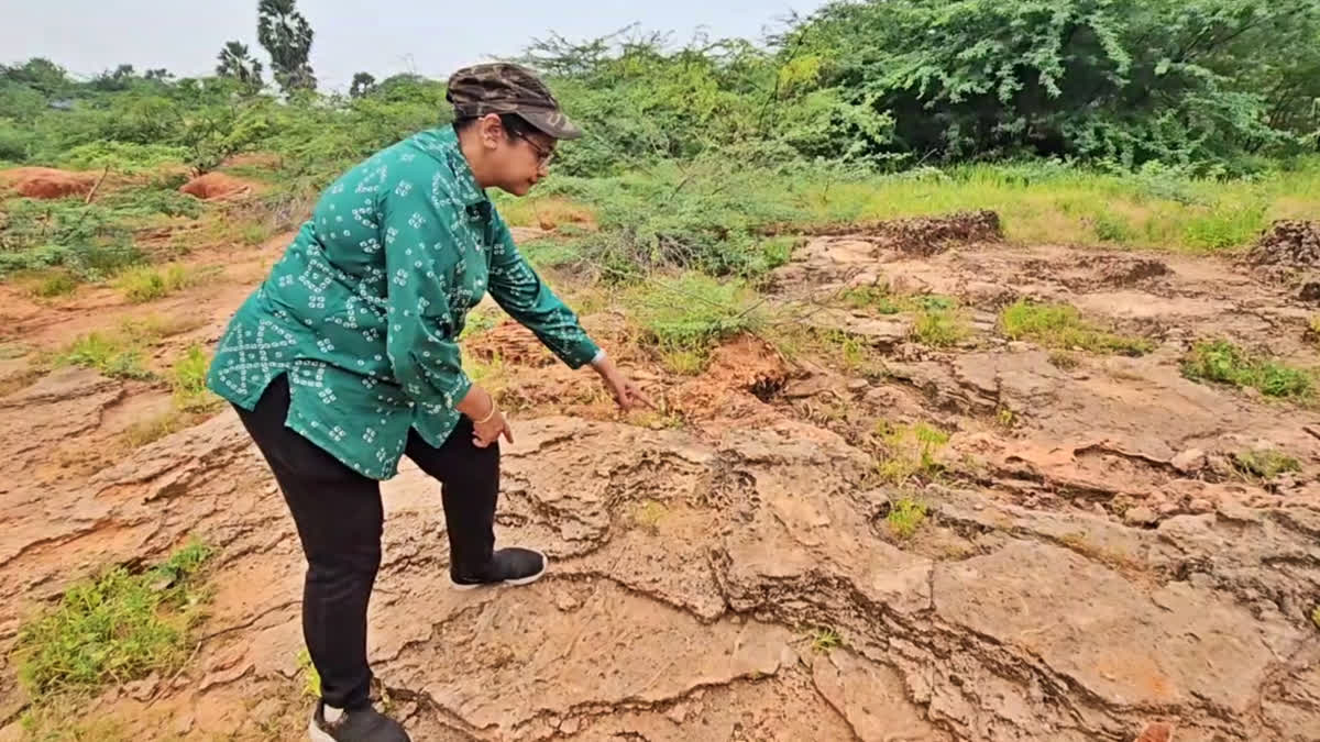 பனையூர் பகுதியில் மத்திய விலங்கியல் துறை அதிகாரி தேபாஸ்ரீ ஆய்வு செய்த காட்சி