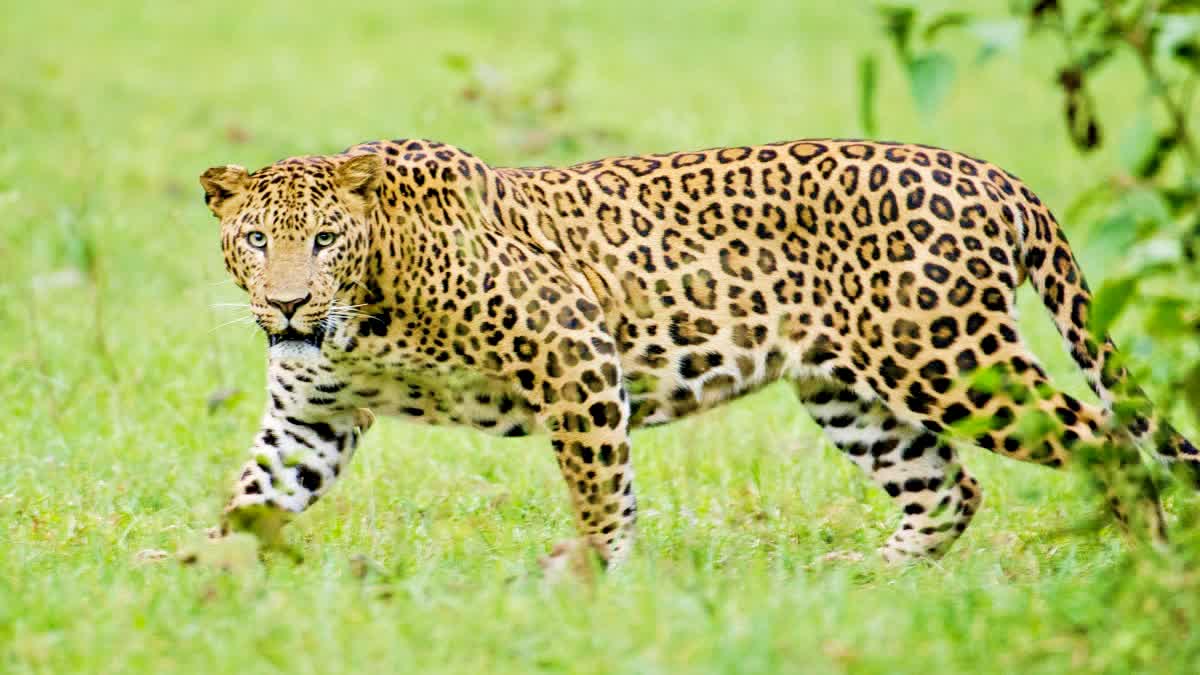 leopard population increasing in Jharkhand Evidence of sightings found in many districts