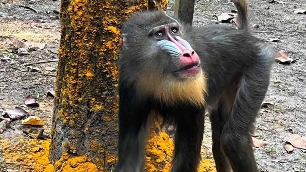 successful breeding of endangered mandrill at Bengal Safari park in Siliguri