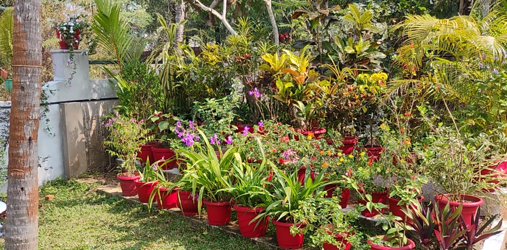 HOMEGARDEN  RETIRED COUPLE HOME GARDEN  GARDENING  KANNUR