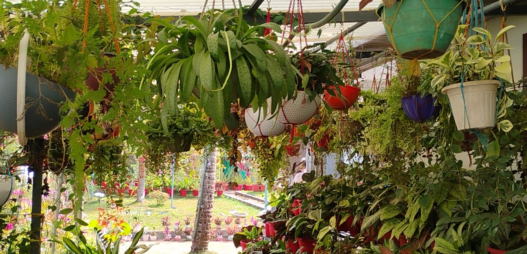 HOMEGARDEN  RETIRED COUPLE HOME GARDEN  GARDENING  KANNUR