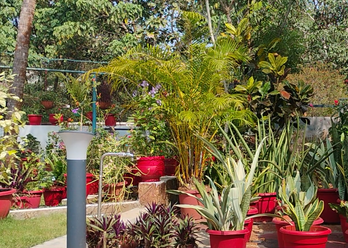 HOMEGARDEN  RETIRED COUPLE HOME GARDEN  GARDENING  KANNUR