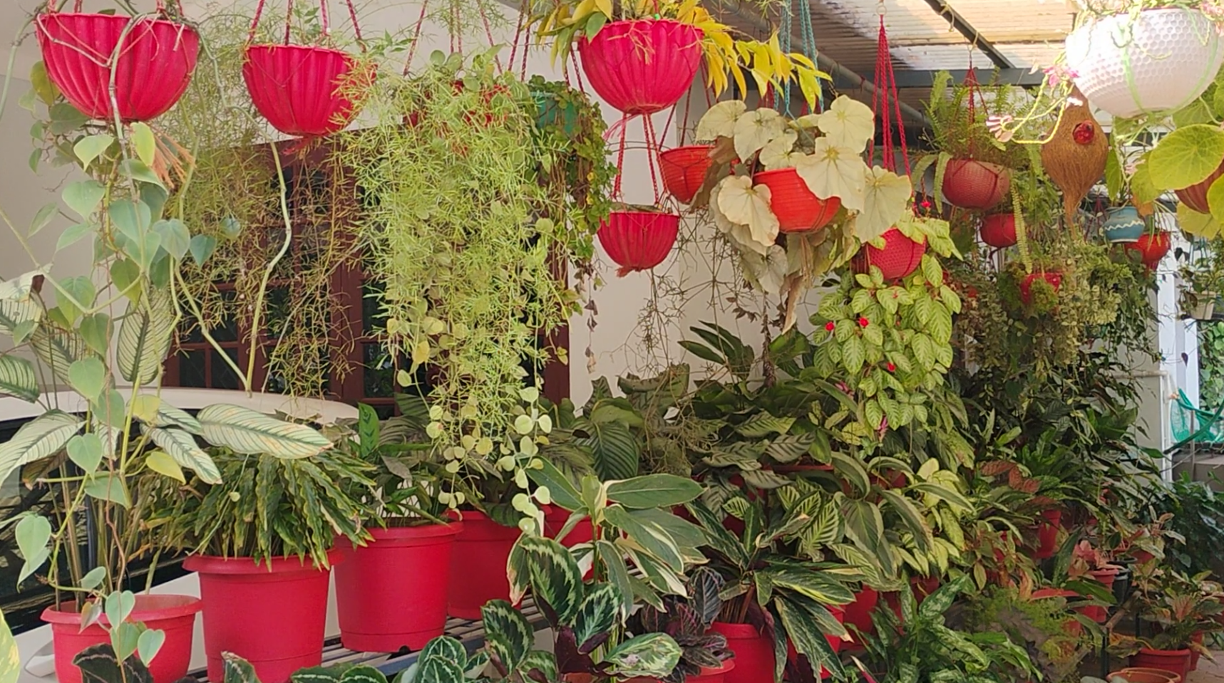 HOMEGARDEN  RETIRED COUPLE HOME GARDEN  GARDENING  KANNUR