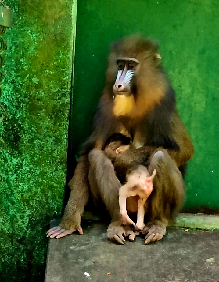बंगाल सफारी पार्क में लुप्तप्राय बबून बंदर ने दिया बच्चे को जन्म