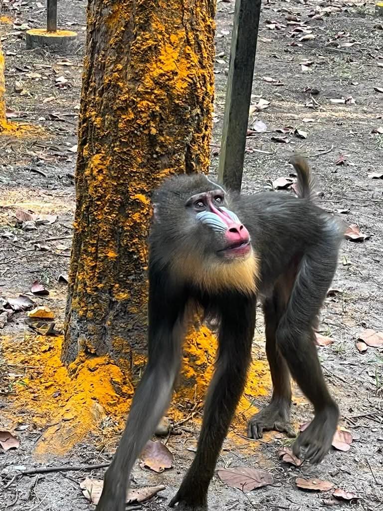 Critically Endangered Mandrill Successfully Bred At Bengal Safari Park