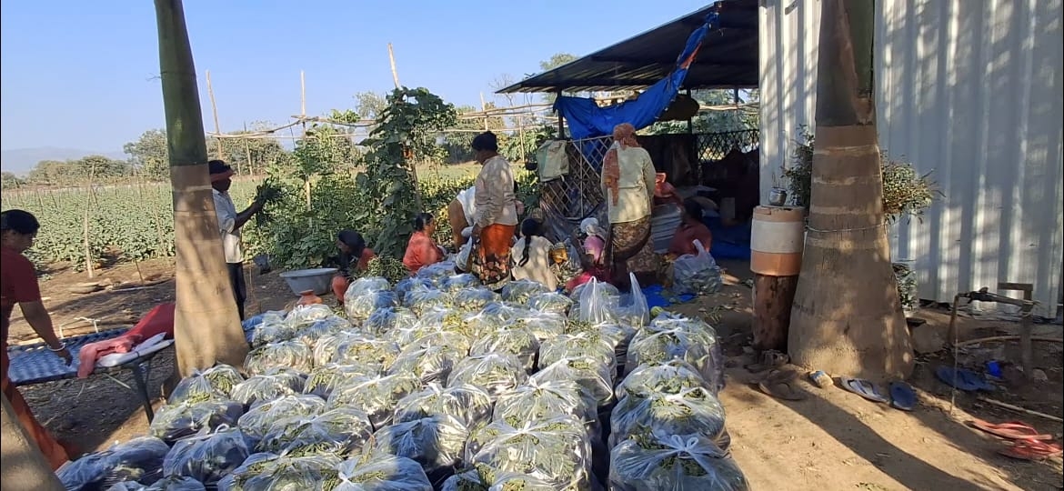 Two Hours After Class, This Professor Walks Into His Field And Harvests 60 Quintal Brinjals A Week