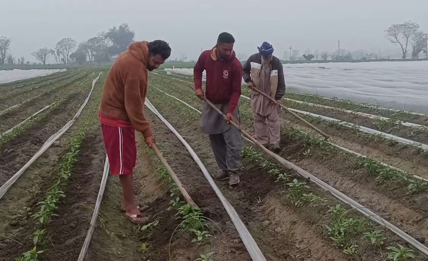 VEGETABLE FARMING