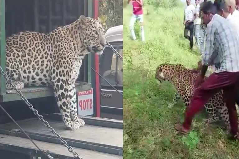 DEWAS VILLAGERS FUN LEOPARD