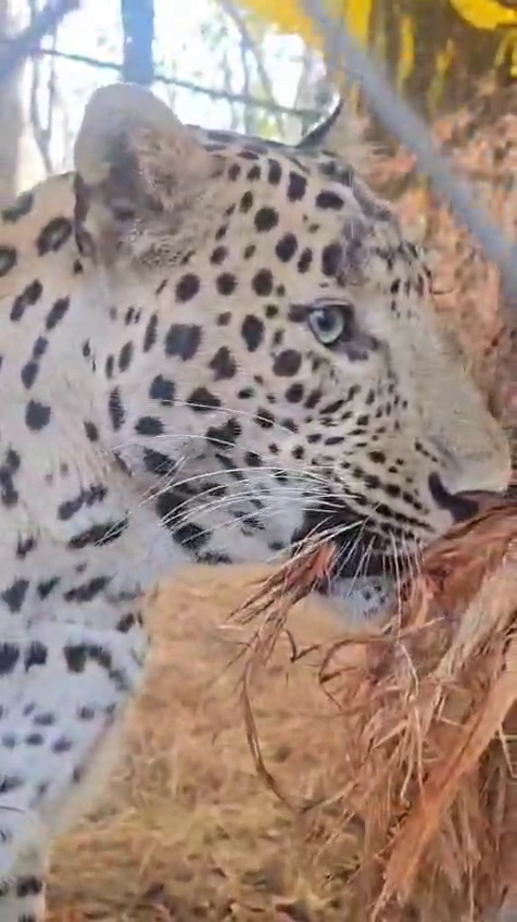 DEWAS LEOPARD RAMU STORY