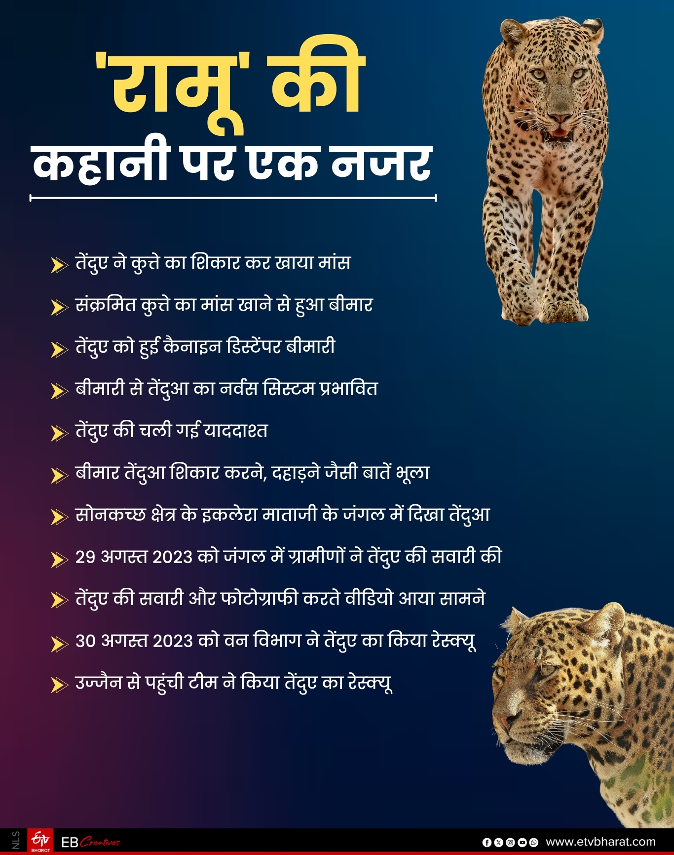DEWAS LEOPARD RAMU STORY