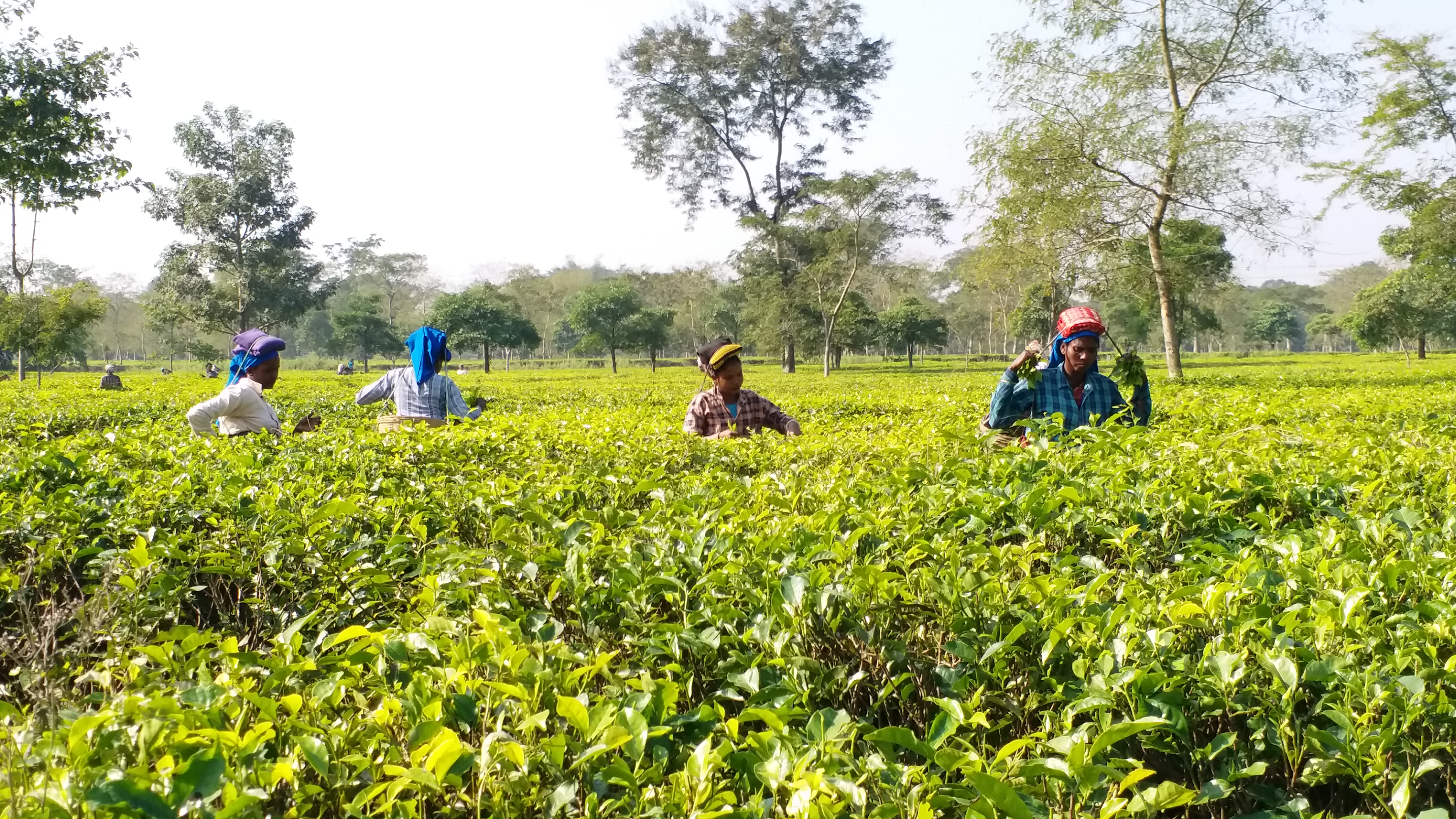 Eti Kuli Duti Pat Scheme