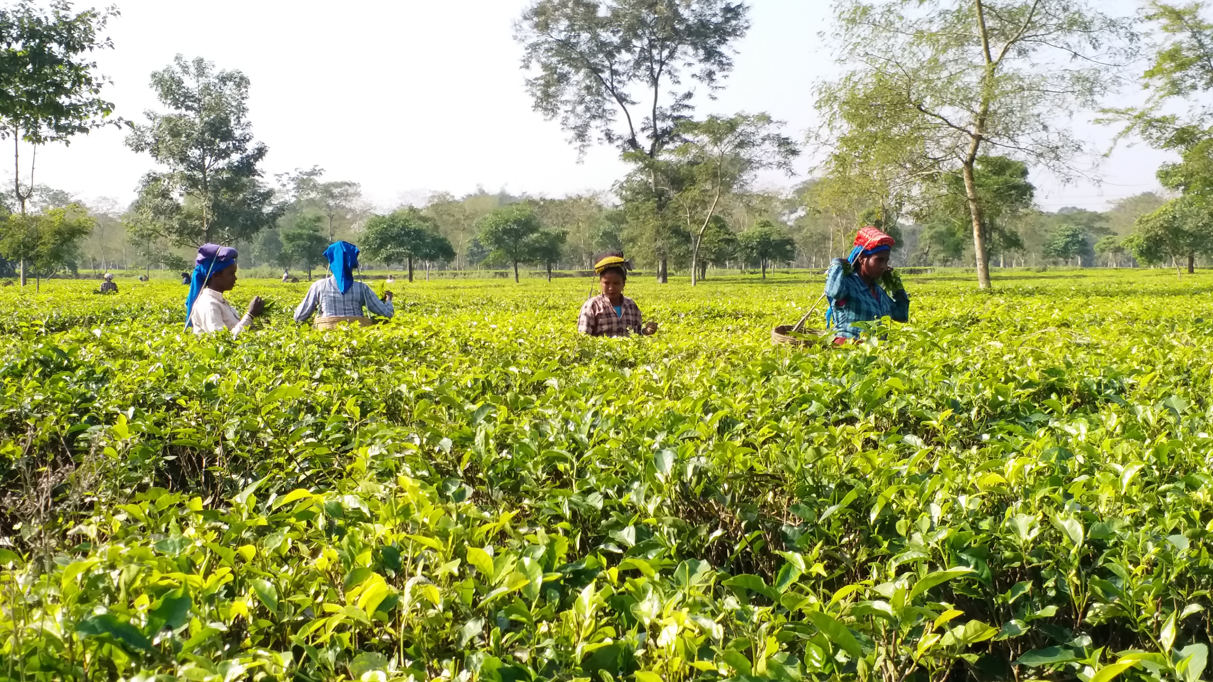 Eti Kuli Duti Pat Scheme