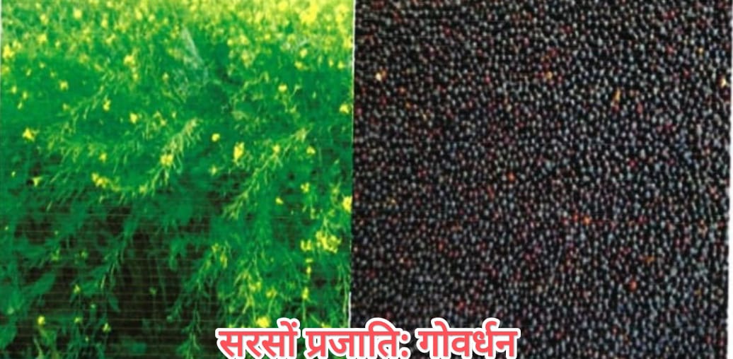 सरसों प्रजाति गोवर्धन.