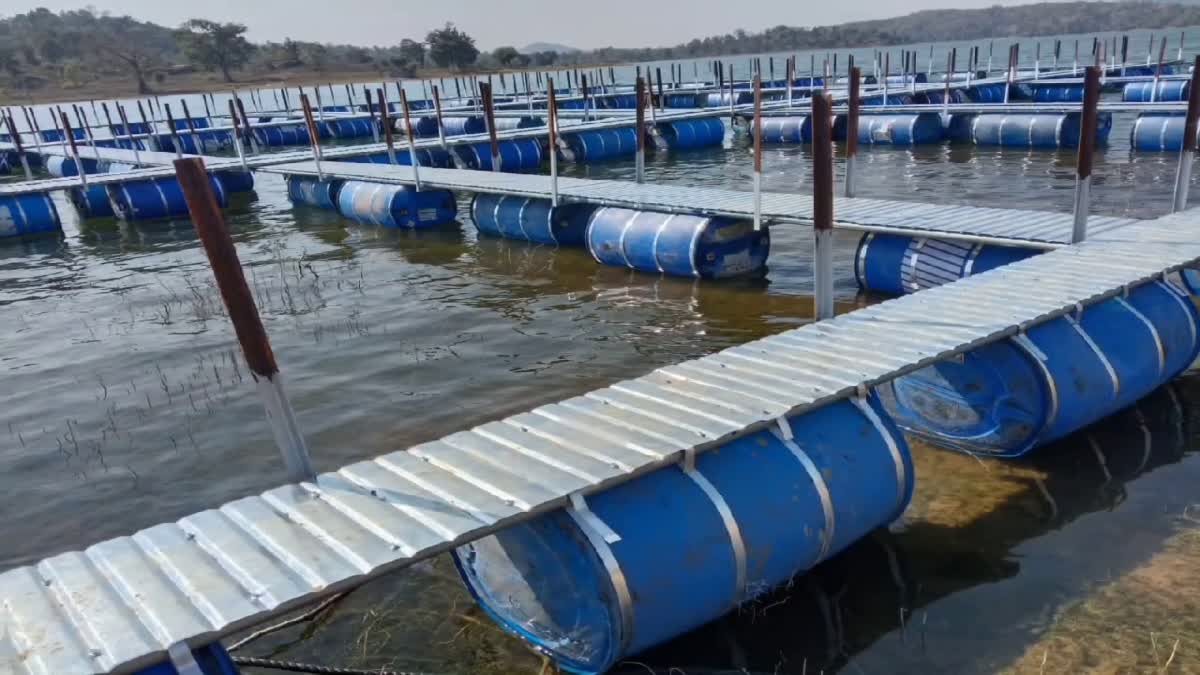 Haryana Pushes Fish Industry