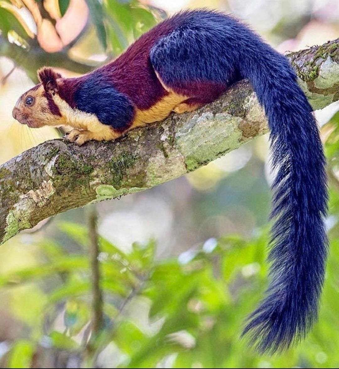 Maval forest giant squirrel