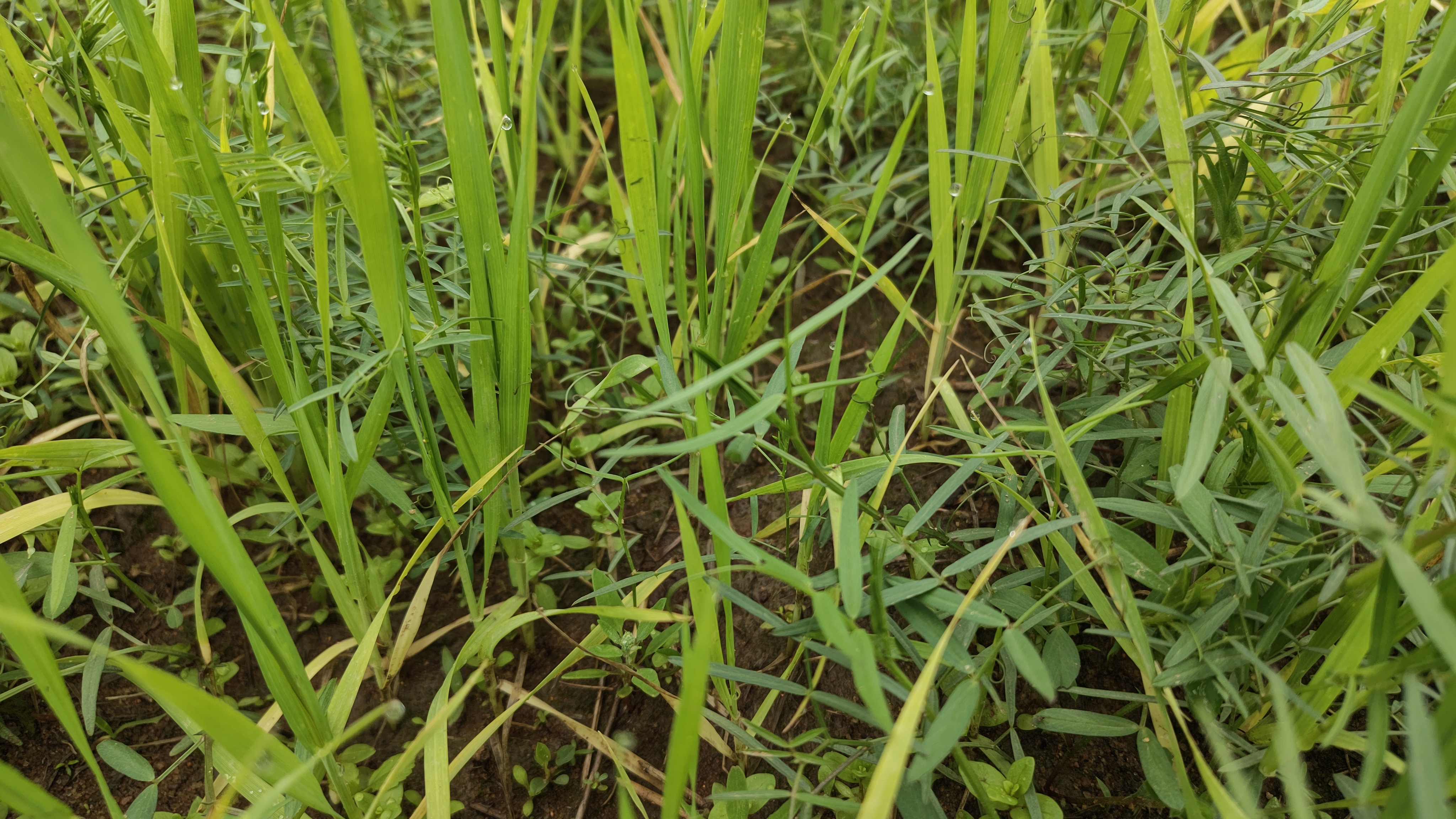 Dangerous Wheat Crop Pest