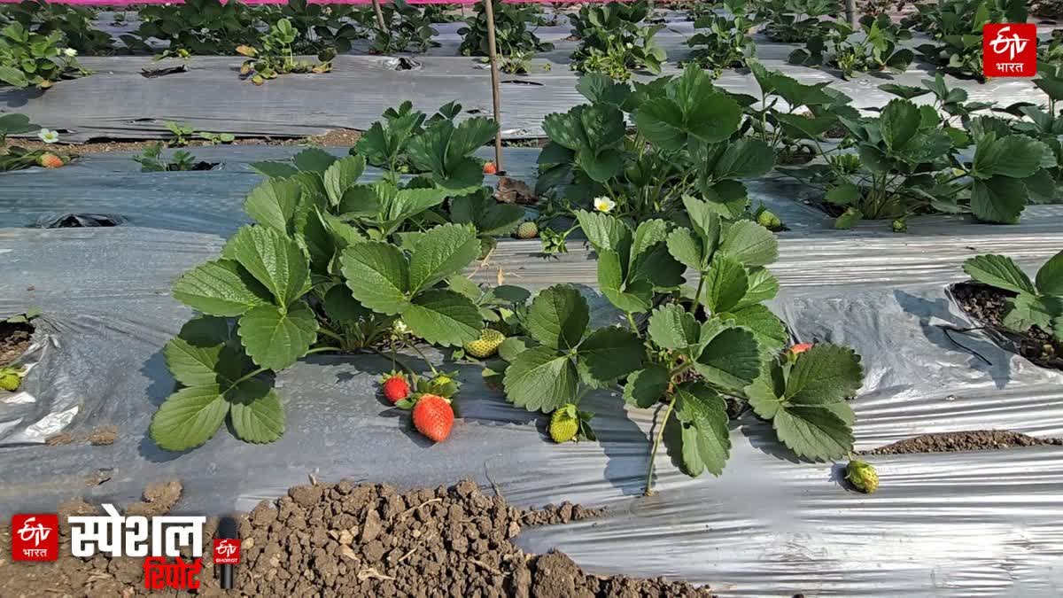 Strawberry Farming : A young farmer Prithviraj Chavan from Buldhana has achieved this feat