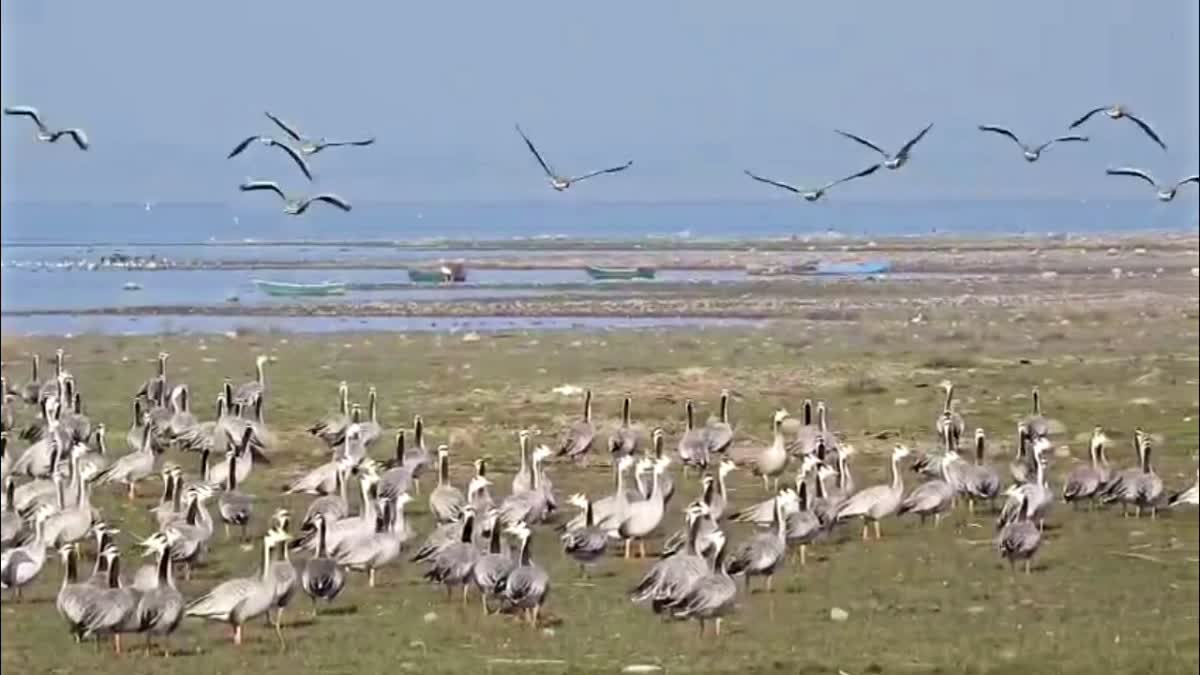 MIGRATORY BIRDS PONG DAM WETLAND HIMACHAL