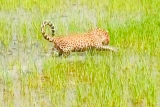 LEOPARD CUB DHAMTARI