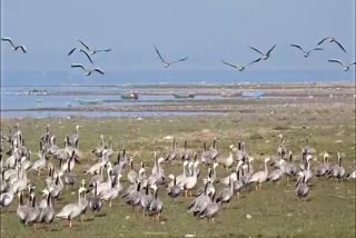 MIGRATORY BIRDS PONG DAM WETLAND HIMACHAL